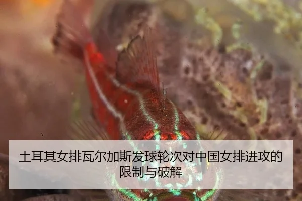 tu-er-qi-nv-pai-wa-er-jia-si-fa-qiu-lun-ci-dui-zhong-guo-nv-pai-jin-gong-de-xian-zhi-yu-po-jie-3-727.jpg